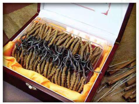 三亚冬虫夏草回收